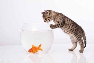 猫咪吃瓜背影图片,背影成萌宠焦点  第3张